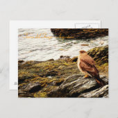 A hawk - Tierra del Fuego, Argentinië Briefkaart (Voorkant / Achterkant)