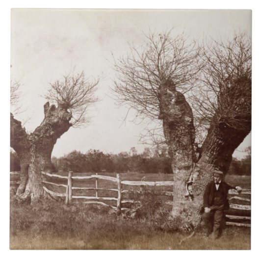 A Hedgerow Tree, 1852 (albumenafdruk) Tegeltje (Voorkant)