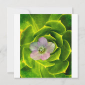 A Hellebore,  a Lenten Rose Bedankkaart (Achterkant)
