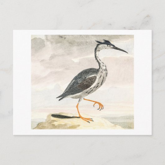 A Heron door Johan Teyler  Bird Art Briefkaart (Voorkant)