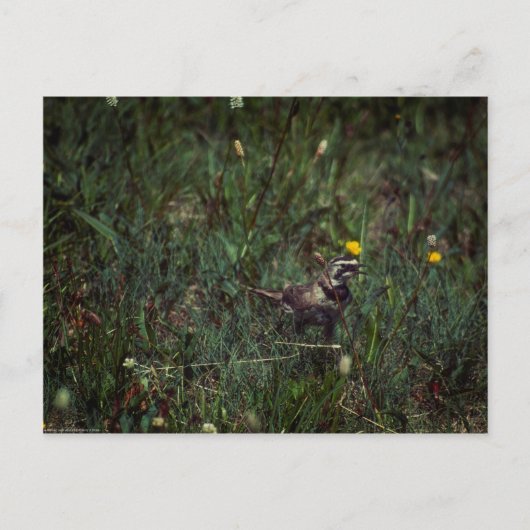 A Horned Lark Briefkaart (Voorkant)