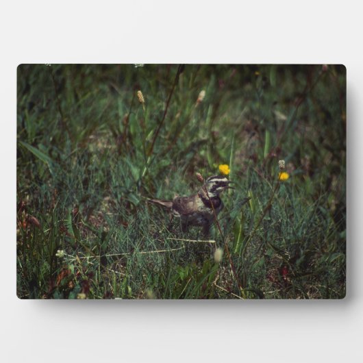 A Horned Lark Fotoplaat (voorkant)
