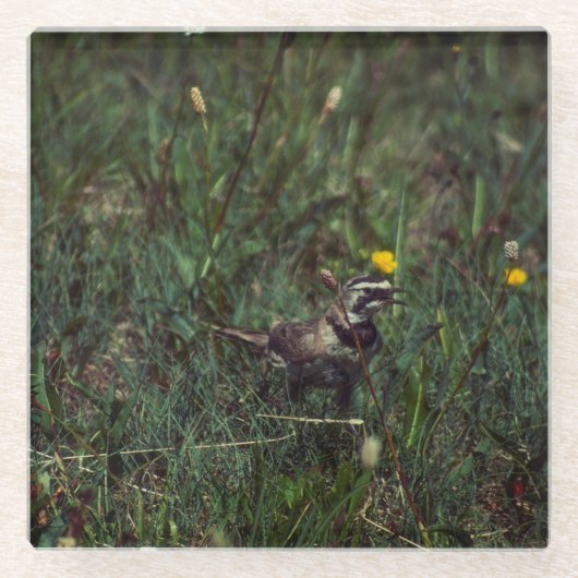 A Horned Lark Glazen Onderzetter (Voorkant)