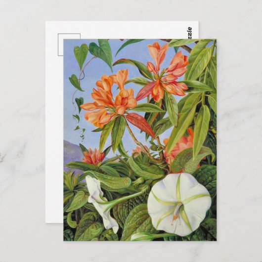 A Javan Rhododendrum en Ipomoea Briefkaart (Voorkant / Achterkant)