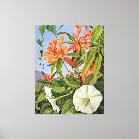 A Javan Rhododendrum en Ipomoea Canvas Afdruk (Voorkant)