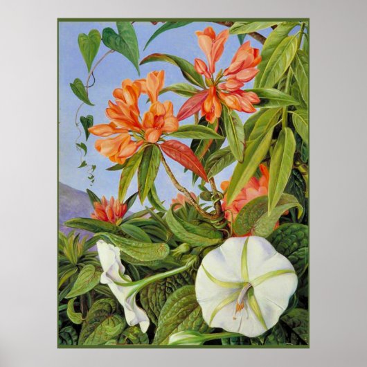A Javan Rhododendrum en Ipomoea Poster (Voorkant)