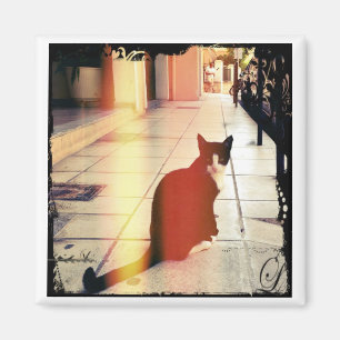 A Kat Magneet