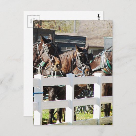 A Line of Amish Horses Briefkaart (Voorkant / Achterkant)
