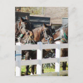 A Line of Amish Horses Briefkaart (Voorkant)