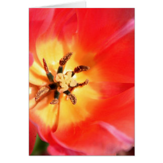 À l'intérieur d'une tulipe