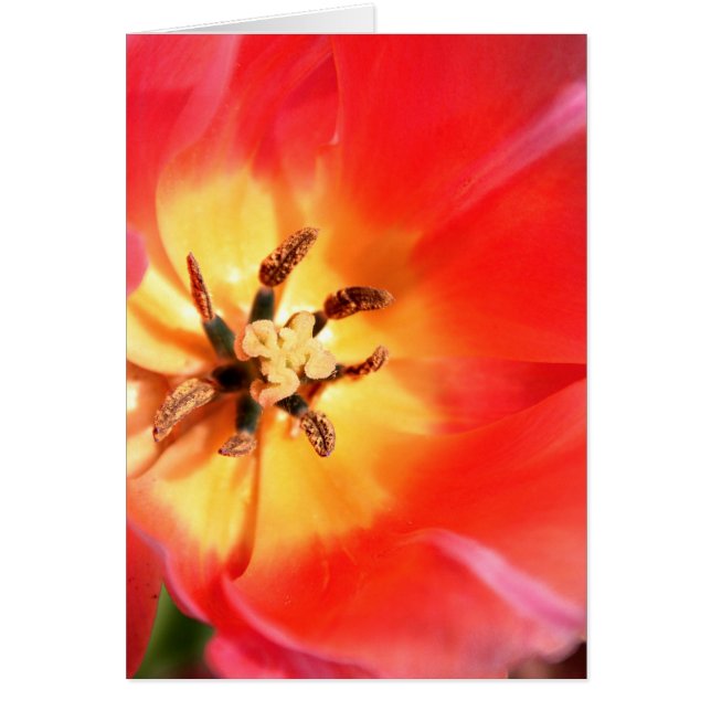 À l'intérieur d'une tulipe (Devant)