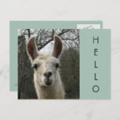 A Llama Hallo Briefkaart (Voorkant / Achterkant)