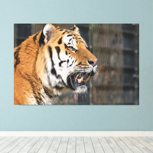A look of a tiger canvas afdruk (Insitu (Houten vloer))