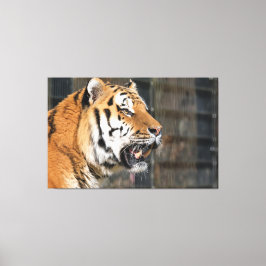 A look of a tiger canvas afdruk