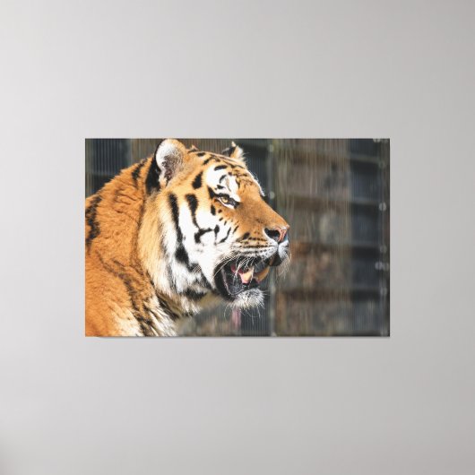 A look of a tiger canvas afdruk (Voorkant)