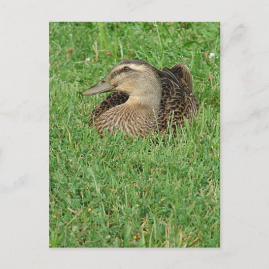 A Mallard Hen Briefkaart (Voorkant)