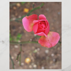 A November rosebud