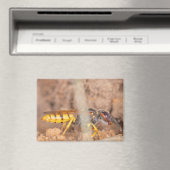 A photograph of a wasp on a magnet (In Situ (Lave-vaisselle))