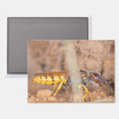 A photograph of a wasp on a magnet (Recto/Verso)