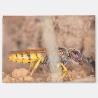 A photograph of a wasp on a magnet magneet