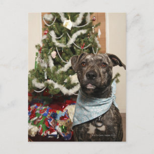 A pit bull posing for a Christmas portret. Feestdagenkaart