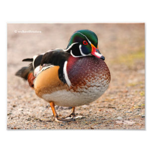 A Posing Wood Duck Drake Foto Afdruk