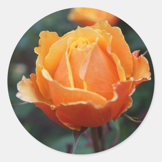 A propos Stickers Rose face #1 (Devant)