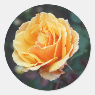 A propos Stickers Rose face #3