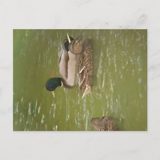 A Raft of Ducks Postcard Feestdagenkaart (Voorkant)