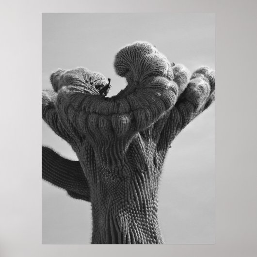 A Rare Saguaro Cactus Poster (Voorkant)