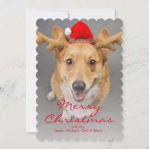 A Red and white Pembroke Welsh Corgi dog Feestdagenkaart