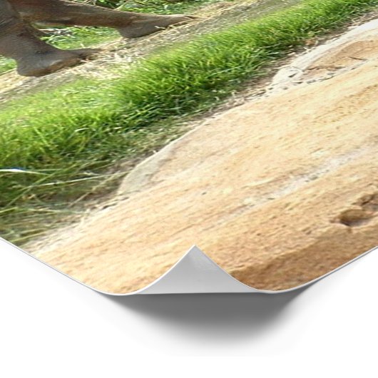 A Rhino Poster (Hoek)