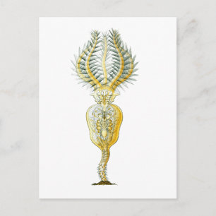 A Rotifer Briefkaart