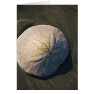 A Sand Dollar