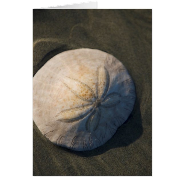 A Sand Dollar (Devant)