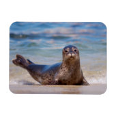 A seal on a beach along the Pacific Coast Magneet (Horizontaal)