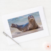 A seal on a beach along the Pacific Coast Rechthoekige Sticker (Envelop)