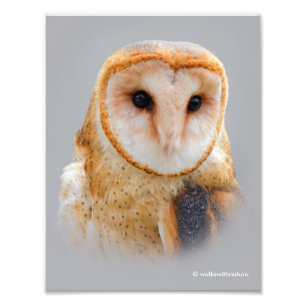 A Serene Barn Owl Foto Afdruk
