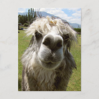 A Shaggy Alpaca Briefkaart