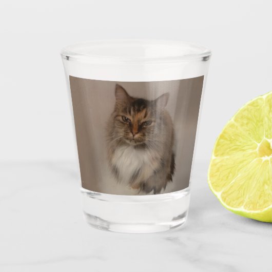 A Shot Verre de capture de chat Calico (Devant)