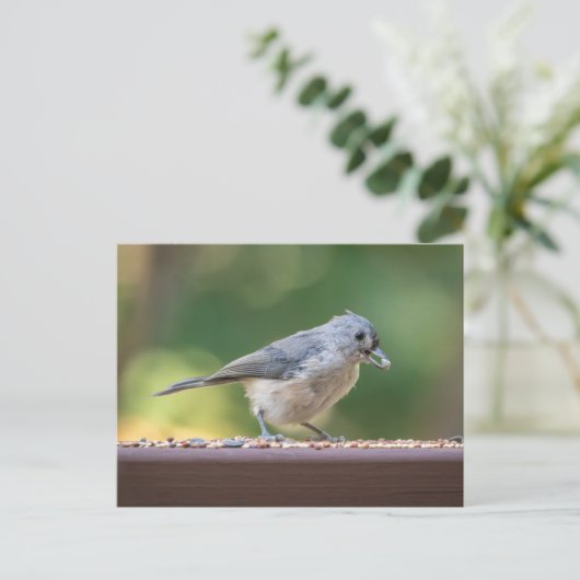 A small tufted titmouse eating birdseed. briefkaart (Staand voorkant)