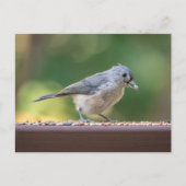 A small tufted titmouse eating birdseed. briefkaart (Voorkant)