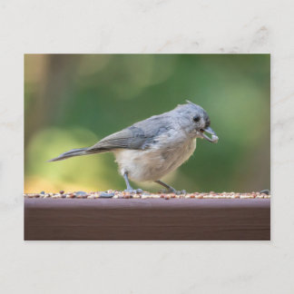 A small tufted titmouse eating birdseed. briefkaart