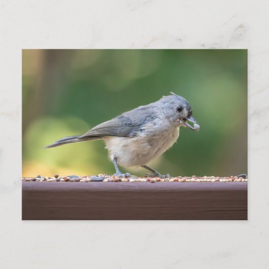 A small tufted titmouse eating birdseed. briefkaart (Voorkant)