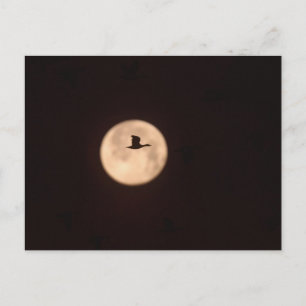 A Snow Goose Against A Full Moon   New Mexico Briefkaart
