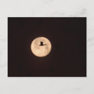 A Snow Goose Against A Full Moon | New Mexico Briefkaart