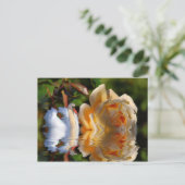 A Swans Roos Briefkaart (Staand voorkant)