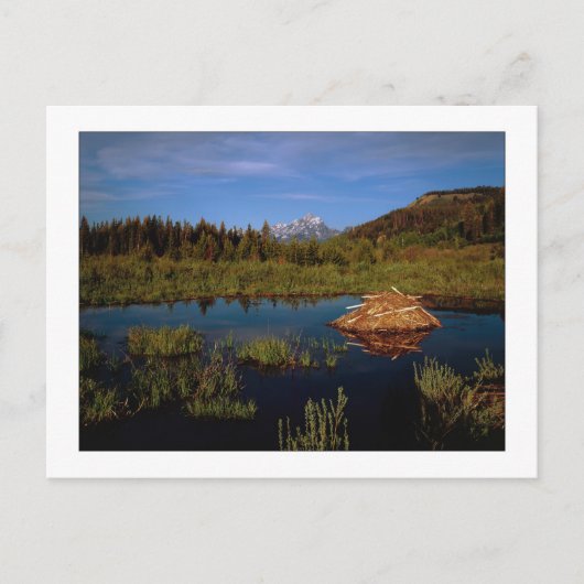 "A Teton Summer" Briefkaart (Voorkant)