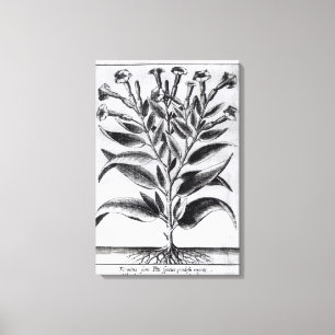 A Tobacco Plant, 1622 Canvas Afdruk