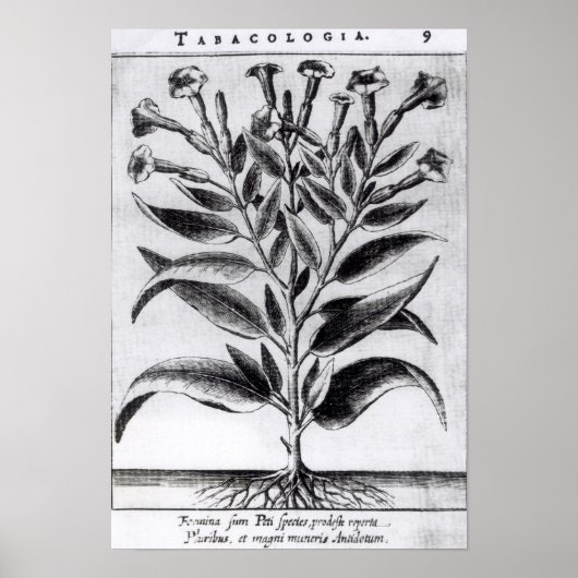 A Tobacco Plant, 1622 Poster (Voorkant)